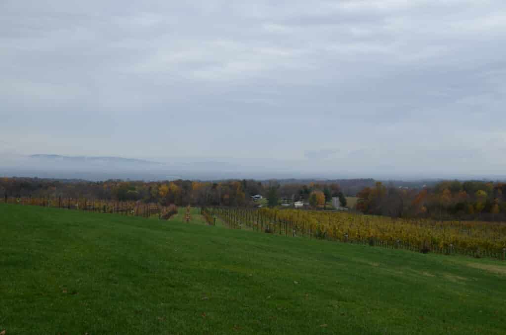 Autumn vineyard rows with a mountain ridge in the distance