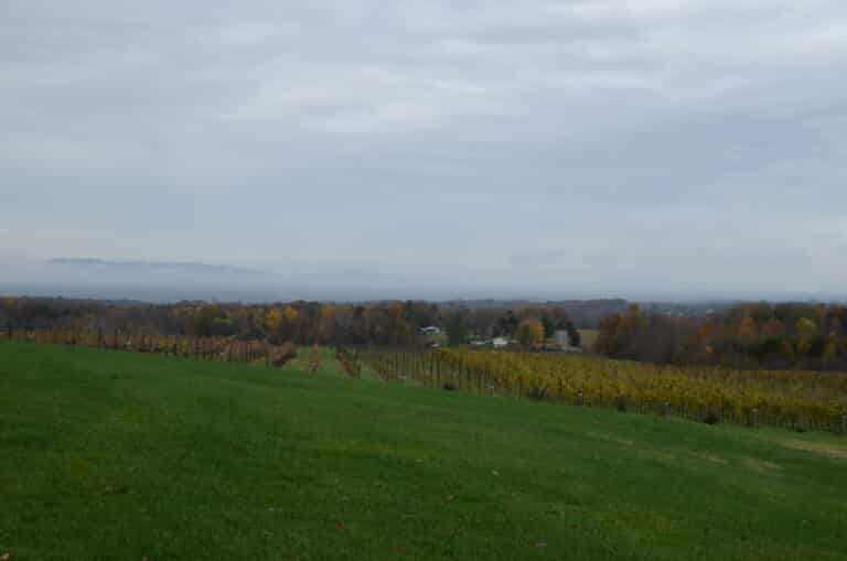 Autumn vineyard rows with a mountain ridge in the distance