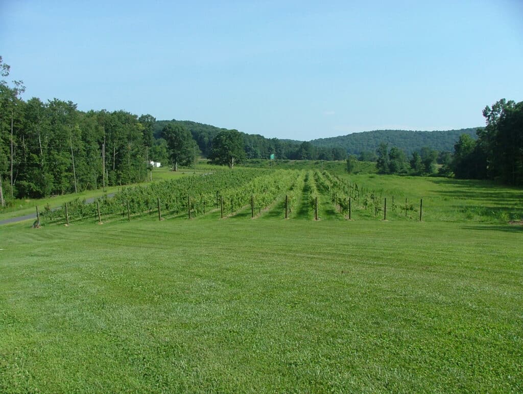 Rows of grapevines on a hillside in the North Carolina mountains