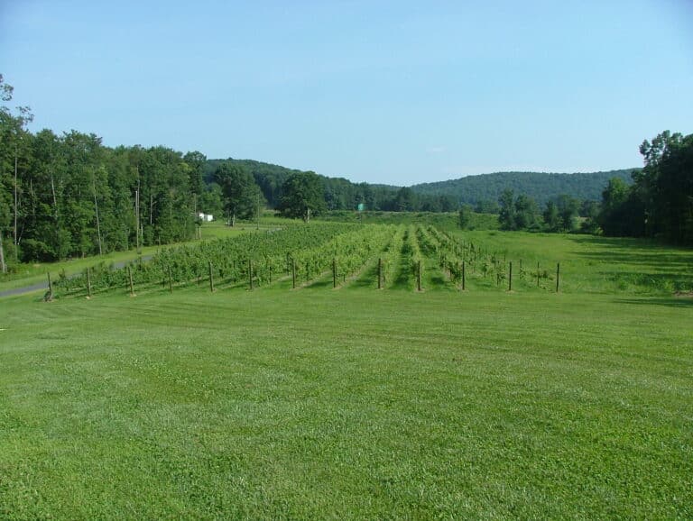 Rows of grapevines on a hillside in the North Carolina mountains